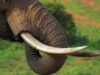 Gajah Mati Tanpa Gading, FJL Desak Polres Aceh Tenggara Usut Tuntas