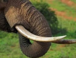 Gajah Mati Tanpa Gading, FJL Desak Polres Aceh Tenggara Usut Tuntas