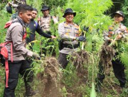 Polres Pidie Musnahkan Dua Hektar Ladang Ganja, Pemilik Ikut Diamankan