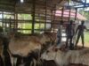 Polda Aceh Masih Intensifkan Pencegahan dan Penanganan PMK