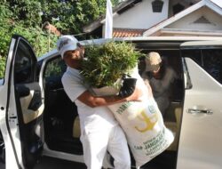Pemandangan Langka, Alphard Dipakai Angkut Rumput
