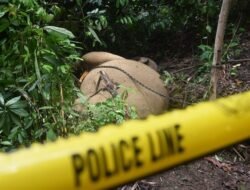 Gading Gajah yang Hilang di Aceh Tenggara Masih Jadi Misteri