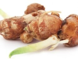 Tanaman Herbal yang Mudah Ditanam di Rumah