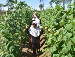 Pelajar SD Perumnas Alue Penyaring Kunjungi Lahan Food Estate Makorem 012/TU