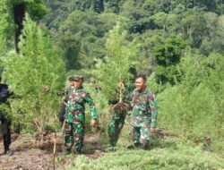Korem 012/TU Musnahkan Ladang Ganja Terbesar