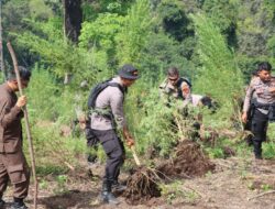 Personel Gabungan Musnahkan 40 Hektar Ladang Ganja di Nagan Raya