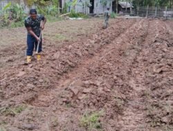 Koramil 05/Samadua Manfaatkan Lahan Kosong Tanam Bibit Cabai