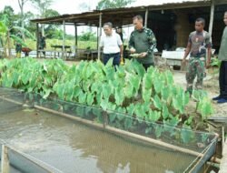 Food Estate Korem 012/TU Dikunjungi oleh CDAM PT Astra Agro Lestari