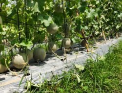 Aipda Samsul, Bertani Melon dengan Omzet Rp15-20 Juta Tiap Panen