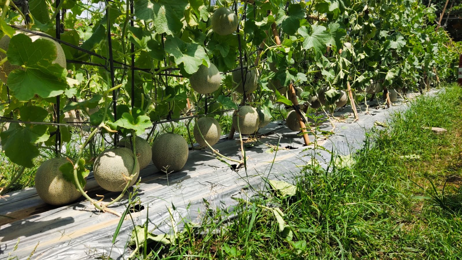 Kebun melon