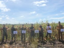 Bantu Dongkrak Ekonomi Masyarakat, Dandim 0107/Asel Panen Jagung Perdana