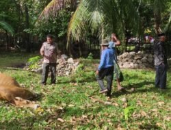 Sindikat Pencurian Ternak Beraksi di Darul Kamal