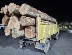 Angkut 10 Log Kayu Ilegal, Dua Pemuda dan Satu Unit Dump Truk Diamankan