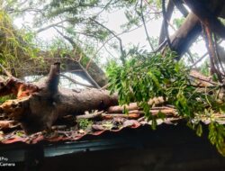 9 Rumah Rusak Tertimpa Pohon di Sabang
