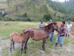 Kuda Gayo, Ternak Kebanggaan Masyarakat Dataran Tinggi Gayo yang (akan) Punah