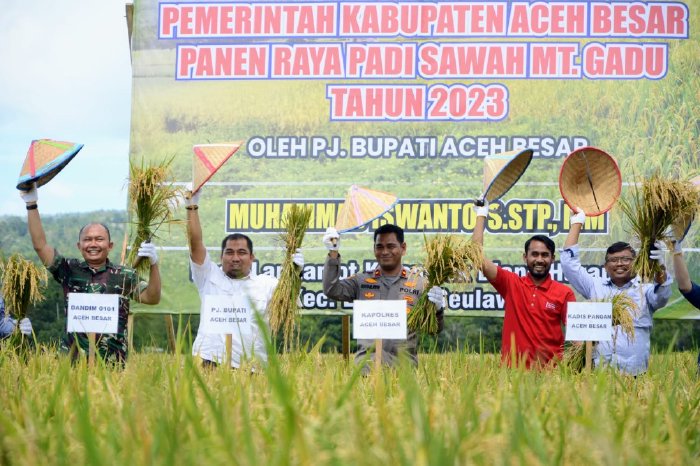 Pj Bupati Aceh Besar, Muhammad Iswanto SSTP MM bersamw sejumlah OPD memanen padi di areal persawahan Gampong Lamtamot, Kecamatan Lembah Seulawah, Aceh Besar, Jumat (03/11/2023).