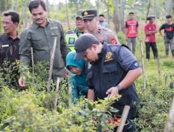 Pj Bupati Aceh Besar Panen Cabai Bersama Petani Kuta Cot Glie