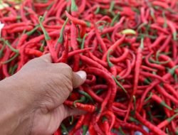 Deputi Bapanas ungkap Alasan Kenaikan Harga Cabai Merah Besar di Pasaran