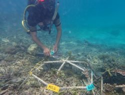 KKP Kembangkan Program Adopsi Karang