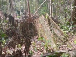 WALHI Aceh Minta APH Tindak Pelaku Perambah Hutan di Abdya
