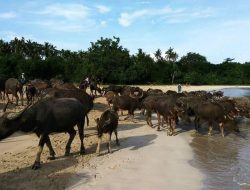 Kebutuhan Daging Meugang Ramadan di Simeulue Lampaui 20 Ton