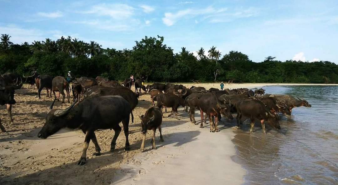 Sekitar 85 persen kebutuhan daging meugang di pulau Simeulue, Aceh, berasal dari daging ternak hewan kerbau. (mc aceh)