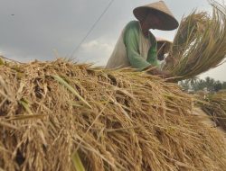 BPS Catat Kesejahteraan Petani Meningkat saat Harga Beras Naik