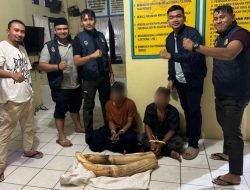 Kedapatan Bawa Gading Gajah, Dua Warga Pidie Ditangkap