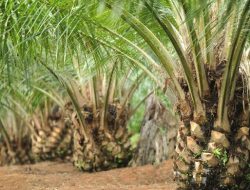 Ternyata, Jaksa Telah Periksa 56 Saksi Kasus Dugaan Korupsi PSR Aceh Jaya