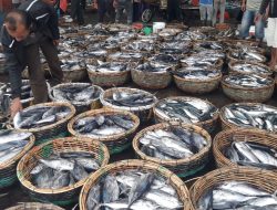 DKP Aceh Ambil langkah Tangani Ikan Murah