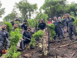 Polres Aceh Selatan Musnahkan Satu Hektar Ladang Ganja