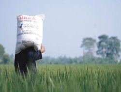 Alokasi Pupuk Bersubsidi Berlimpah, Kementan Imbau Petani Segera Tebus