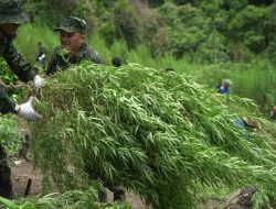 Kasus Narkoba di Aceh Meningkat