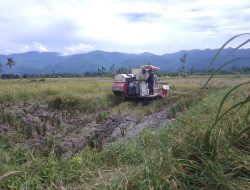 Akibat Cuaca Ekstrem, Petani di Agara Panen Padi Lebih Awal