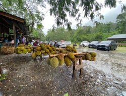 Harga Durian di Lamsujen Melambung Tinggi 