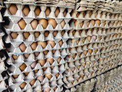 Harga Telur di Banda Aceh Naik, Minyak Goreng Curah Turun Tipis