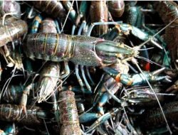 Lobster Danau Miliki Nilai Ekonomis