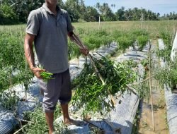 Kebun Cabai Relawan Bustami di Bireuen Dirusak OTK