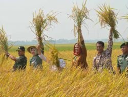 Kementan Siapkan Strategi Hadapi Dampak El Nino untuk Peningkatan Produksi Beras