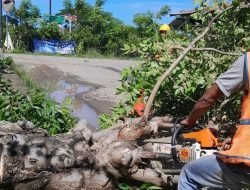 Demi Lancarkan Pasokan Listrik, PLN Lakukan Perintisan Pohon
