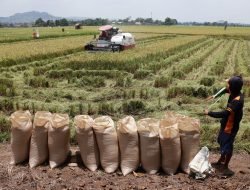Kinerja Pertanian Indonesia Meningkat: Ekspor Capai Rp552,4 Triliun