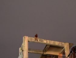 Waduh! Gadis Banda Aceh Ingin Bunuh Diri