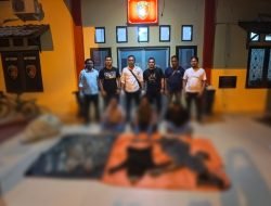 Polres Aceh Utara Tangkap Pelaku Penjual Kulit Harimau dan Beruang Madu