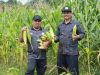 Dukung Ketahanan Pangan, Pj Bupati Aceh Besar Panen Jagung di Lamteuba