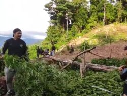 Sat Resnarkoba Polres Aceh Selatan Musnahkan Ladang Ganja Dan Amankan Seorang Terduga Pelaku
