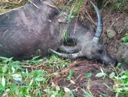 Kawanan Harimau Sumatra Mengganas di Linge, Ternak Bergelimpangan Mati