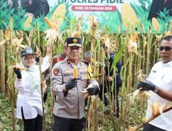 Wakapolda Aceh Panen Raya Jagung Tahap I secara Serentak di Pidie