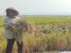 Petani Aceh Besar Keluhkan Harga Gabah Turun