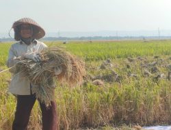 Petani Aceh Besar Keluhkan Harga Gabah Turun