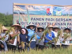 Wabup Aceh Besar Panen Padi Bersama di Lahan Ketahanan Pangan Lanud SIM